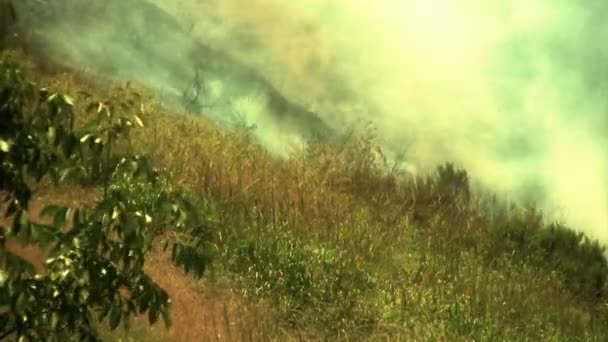Вогонь на схилі пагорба спалює рослинність
 - Кадри, відео