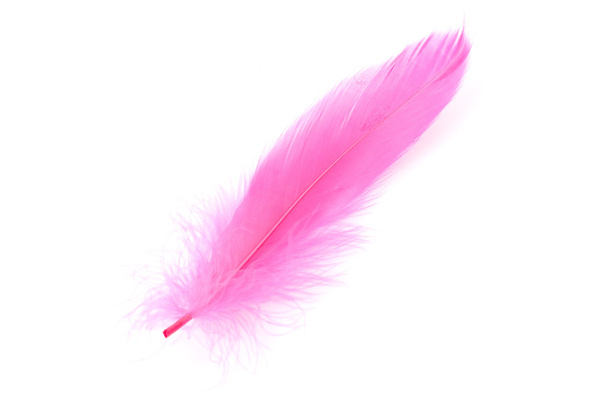 Pink feather - Foto, afbeelding