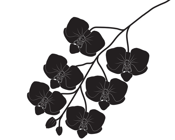 Силует квітки орхідеї вектор - Вектор, зображення