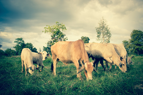 Herd Of Cows in Farmland - Photo, image