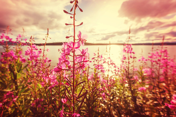 louka s květy fialové - Fotografie, Obrázek