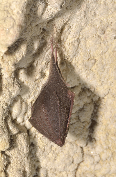 Greater mouse-eared bat ( Myotis myotis) - Photo, Image