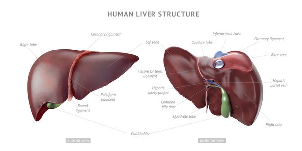 Anatomía del hígado humano
 - Foto, Imagen