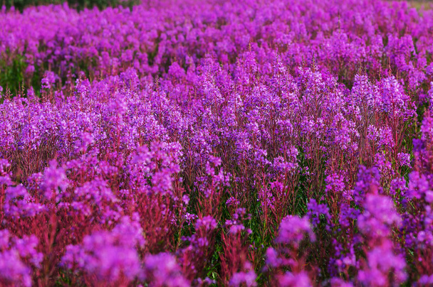 Barevné květy fialové - Fotografie, Obrázek