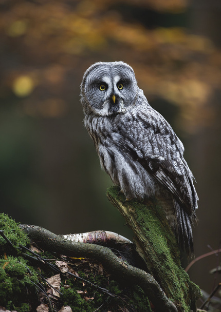 Great Grey Owl - Zdjęcie, obraz