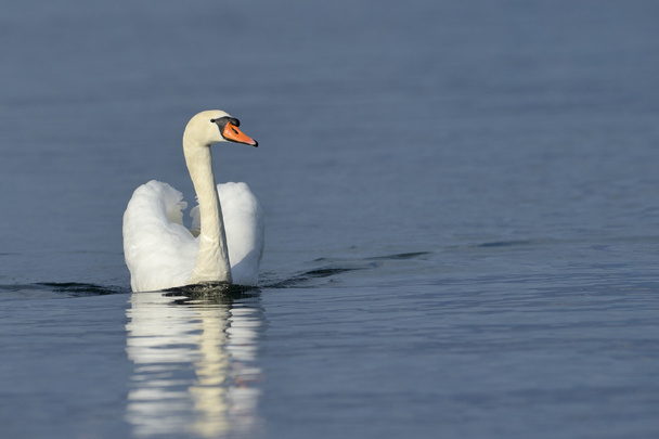 Mute swan  in blue water - Photo, Image