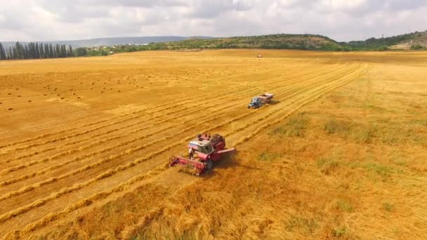 Traktor, kombájn búzát mezőben felé - Felvétel, videó