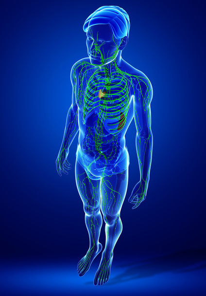 Système lymphatique du corps masculin
 - Photo, image
