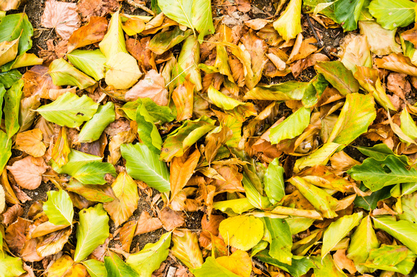 Outono folhas fundo padrão
 - Foto, Imagem