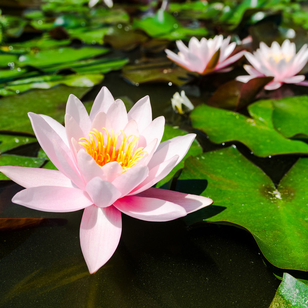 Pink lotus flowers - Фото, изображение
