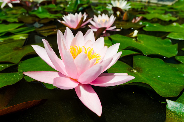 Pink lotus flowers - Фото, изображение