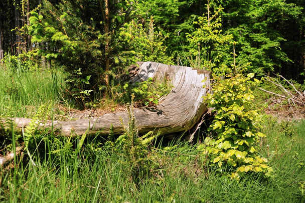öreg fatönk az erdőben - Fotó, kép