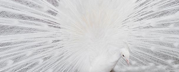 white peacock feathers showing banner - Foto, Bild