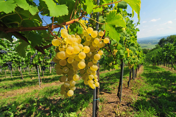 Белый виноград
 - Фото, изображение