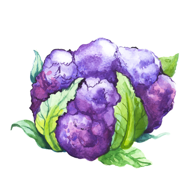 watercolor Purple cauliflower - Vecteur, image