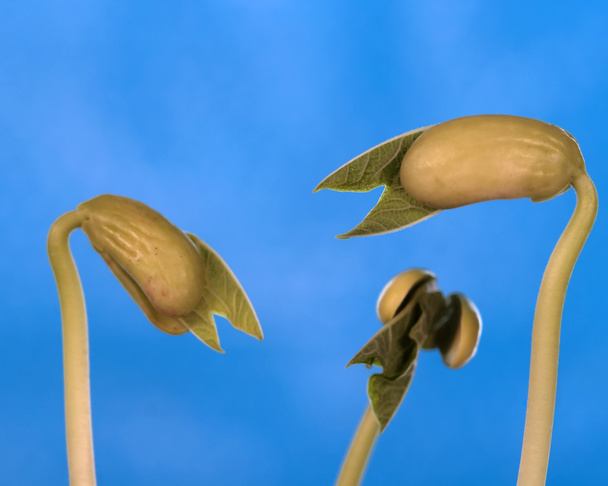 Three BEAN SPROUTS - Photo, Image