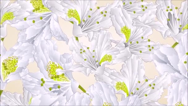 White rhododendron blossoms - Footage, Video