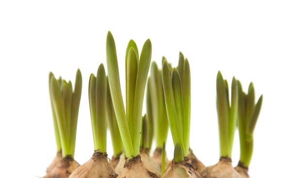 Forced muscari bulbs isolated on white - Foto, imagen