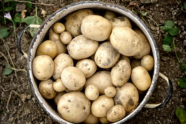 Eerste oogst van biologisch geteelde nieuwe aardappelen - Foto, afbeelding