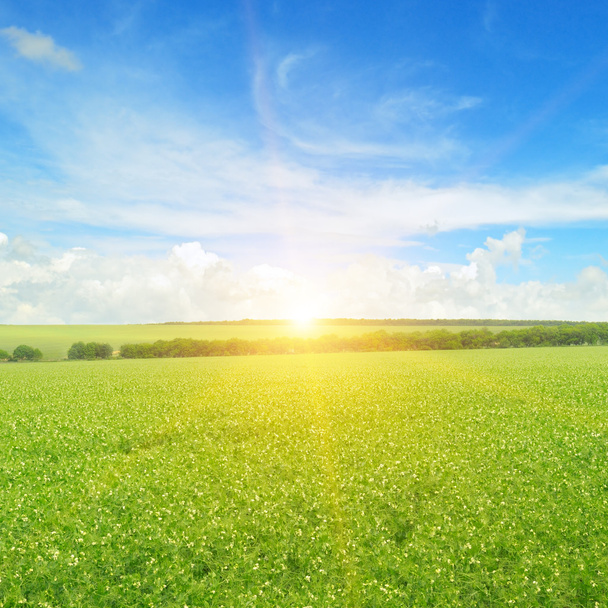 field, sunrise and blue sky - Foto, imagen