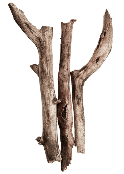 Гілки дерев, ізольовані
 - Фото, зображення