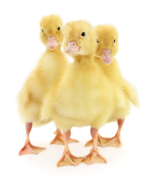 Three ducklings - Photo, Image