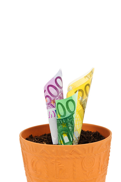 Euro banknotes grow from flower pot - Photo, Image