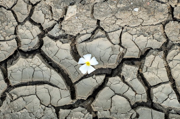 Valkoinen kukka kuiva ja crack maaperän tausta
 - Valokuva, kuva