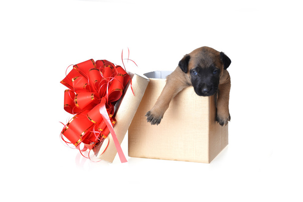 Cute puppy in gift box - Valokuva, kuva