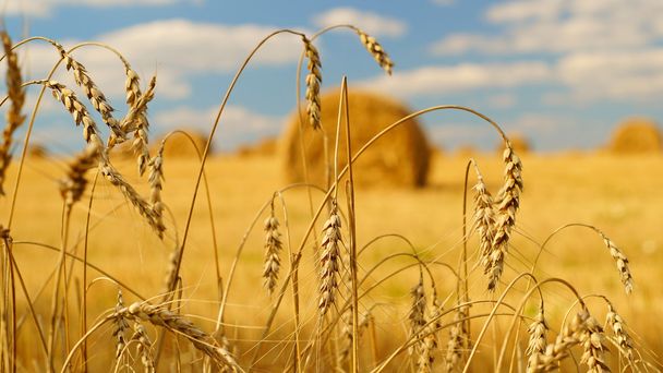 Колоски пшениці з тюками сіна на фоні
 - Фото, зображення