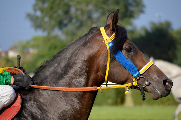 アラビアの馬のレース - 写真・画像