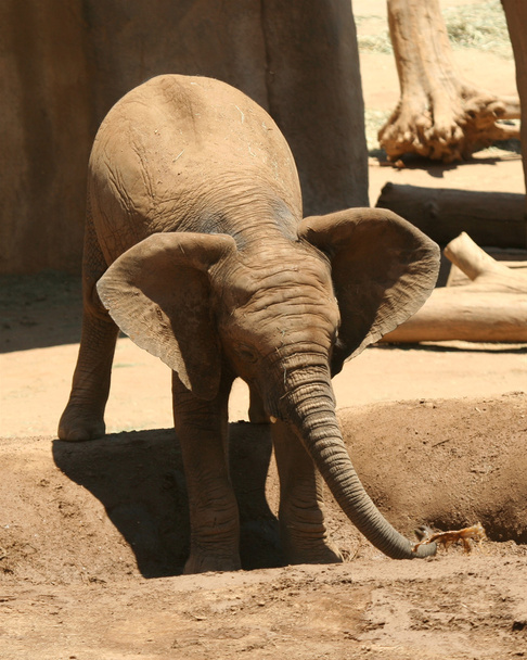 Африканський Слоненя грає в калюжі - Фото, зображення
