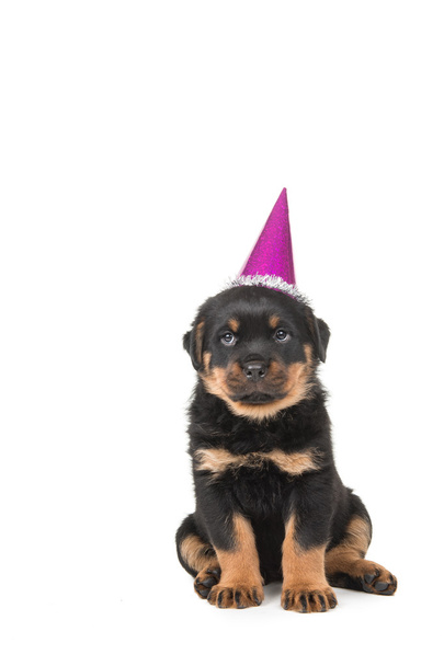 Mignon rottweiler assis avec chapeau de fête
 - Photo, image