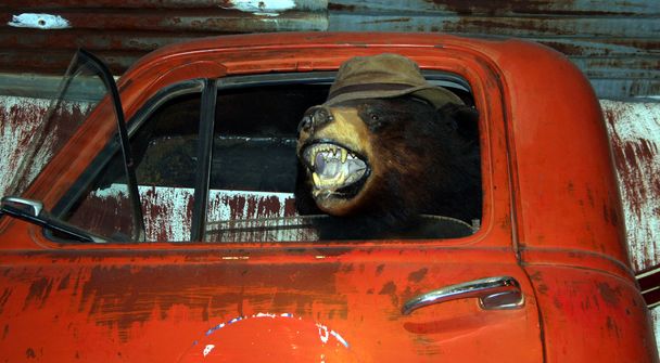 een beer rijden een vrachtwagen - Foto, afbeelding