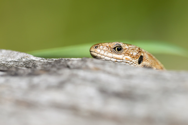 Lizard looks skeptical - Foto, Bild