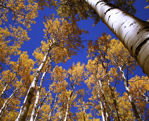A blue and gold canopy of aspen leaves and sky - Fotó, kép