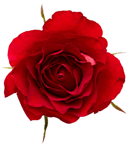 Kaunis punainen ruusu
 - Valokuva, kuva