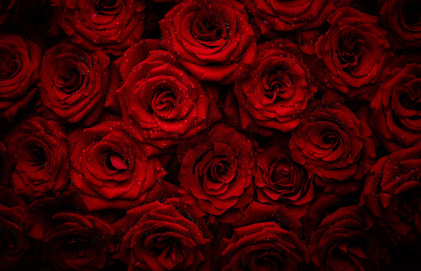 Rosen mit Wassertropfen - Foto, Bild
