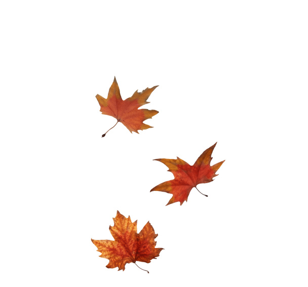 collage Autunno foglie d'acero isolate su sfondo bianco
 - Foto, immagini