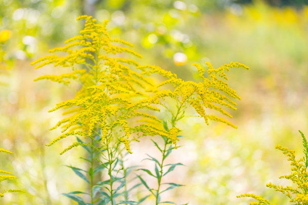 Belles fleurs de verge d'or jaune
 - Photo, image
