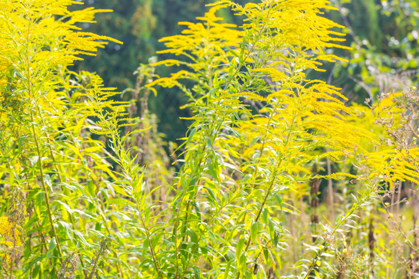 Bellissimi fiori di verga d'oro giallo
 - Foto, immagini