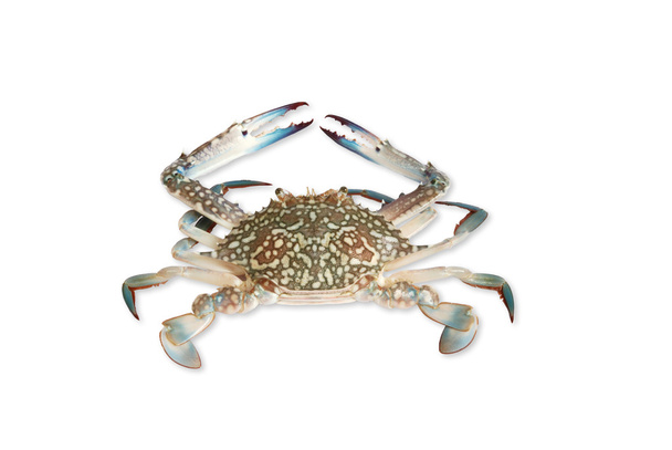 Crabes
 - Photo, image