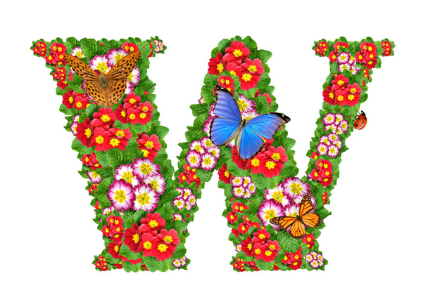 αλφάβητο της primrose με πεταλούδα και πασχαλίτσα - Φωτογραφία, εικόνα