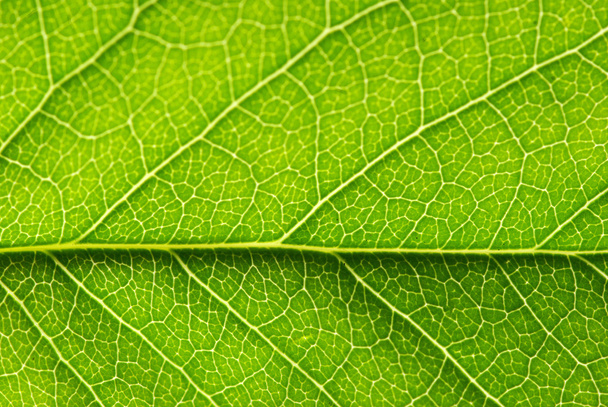 Leaf texture - Φωτογραφία, εικόνα