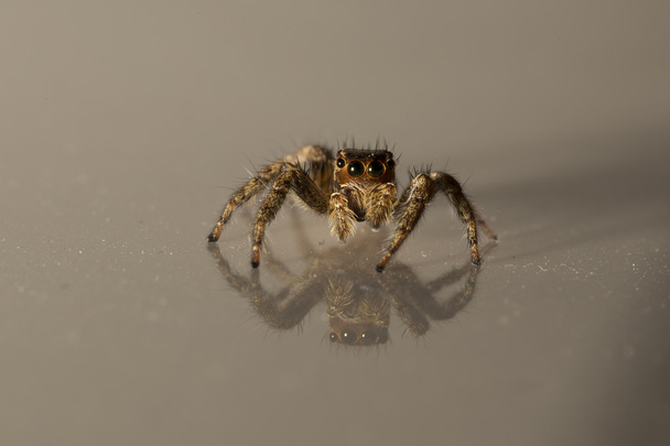küçük örümcek atlama - Fotoğraf, Görsel