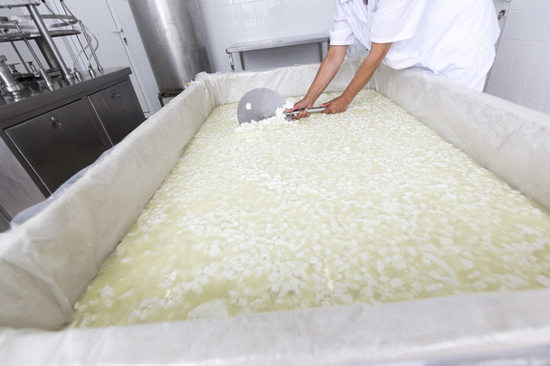 Cheese worker over tank in a diary creamery - Photo, Image