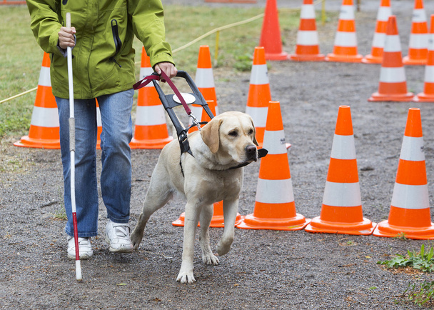 Slepý člověk s ní vodícího psa - Fotografie, Obrázek