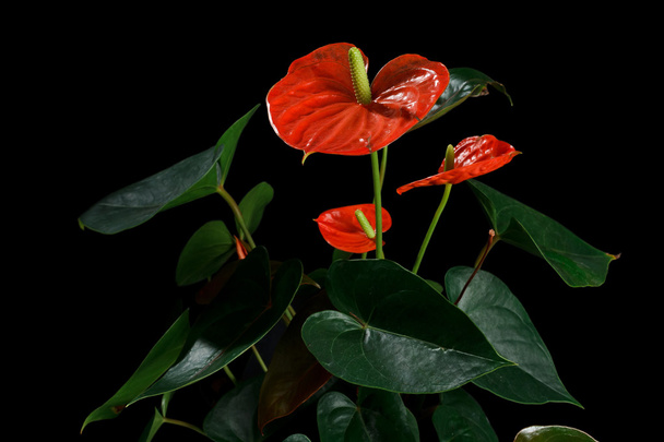 テールフラワー、フラミンゴの花やラセリーフとも呼ばれる赤アンスリウム - 写真・画像