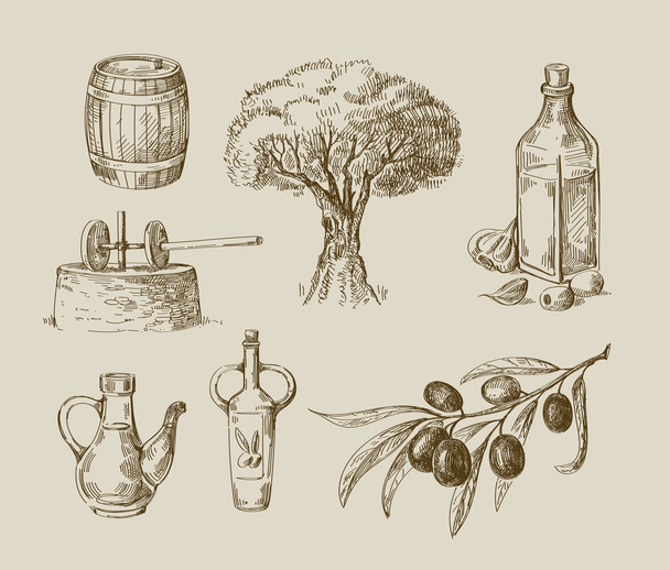 hand drawn olive oil sketch - Vettoriali, immagini
