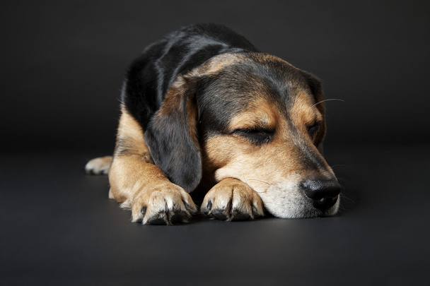 The dog sleepind on the black background - Foto, afbeelding